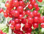 Számtalan ásványi anyagot és vitamint tartalmaz a ribizli Számtalan ásványi anyagot és vitamint tartalmaz a ribizli