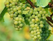 Immunrendszerünk erősítésére az egyik leghatékonyabb gyümölcs a szőlő Immunrendszerünk erősítésére az egyik leghatékonyabb gyümölcs a szőlő