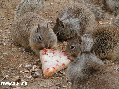 XXI. századi mókusok pizzával