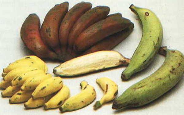 A banán érési fázisai