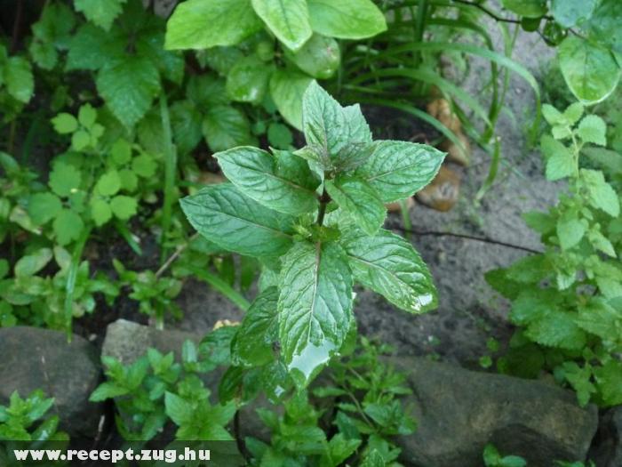 Menta, borsmenta