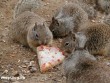 XXI. századi mókusok pizzával