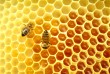 A méz a természet csodás gyümölcse!