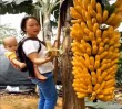 Banán a fáról